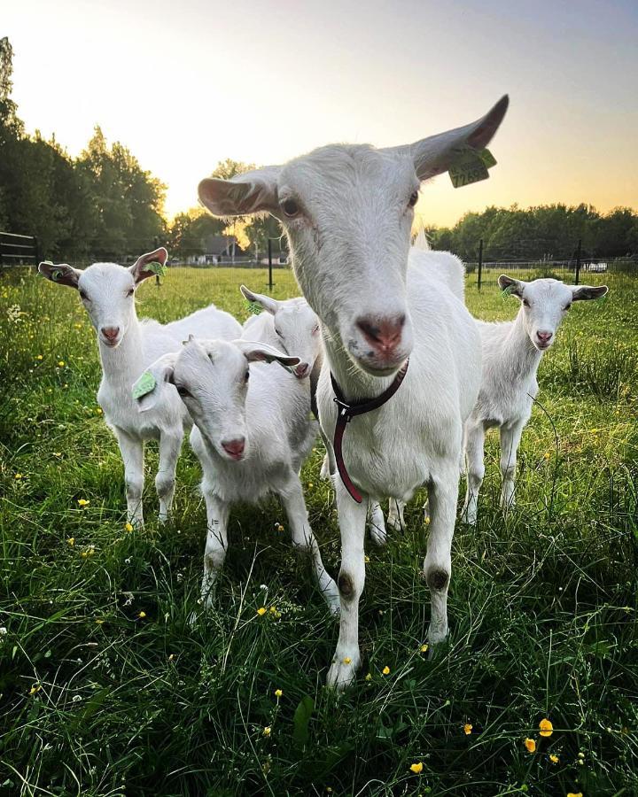 Pipowagens Bij Pannenkoekenrestaurant & Camping De Koppenjan 'Een Uniek Verblijf Met Kinderspeelboerderij' Jubbega-Schurega Buitenkant foto